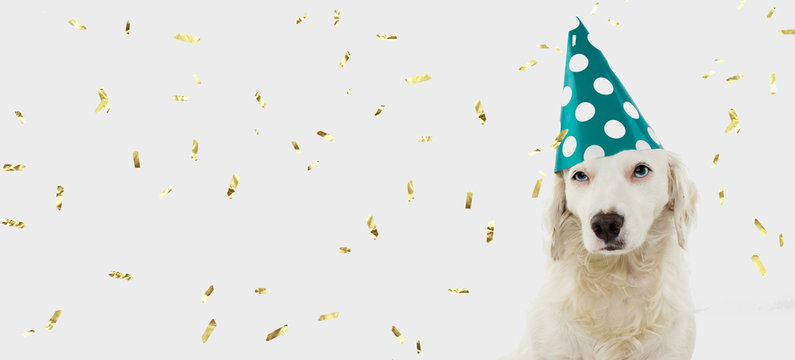 BANNER BIRTHDAY OR CARNIVAL DOG. PUPPY WEARING A GREEN POLKA DOT HAT. ISOLATED ON WHITE BACKGROUND WITH GOLDEN CONFETTI FALLING.