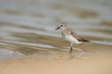 Little stint / Calidris minuta. Al Qudra lake. UAE