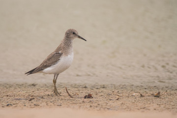 Temminck's stint (Calidris temminckii). Al Qudra lake. United Arab Emirates