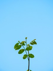 green plant on blue sky