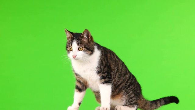 gray cat rotates and leaves the frame on a green background