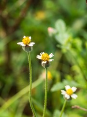 daisies in the field