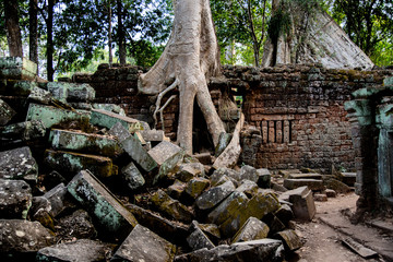 Baumwurzeln, die eine Mauer umklammern,
