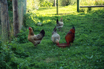 hen and rooster on the lawn of the farm