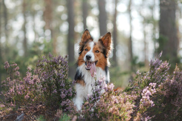 dog in heather colors. Nova Scotia Duck Tolling Retriever in the forest in nature. Life with a pet