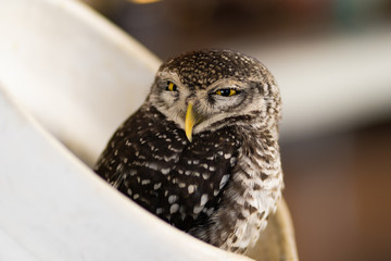 an owl that lives in a jug in a cafe. Thailand, Pattaya