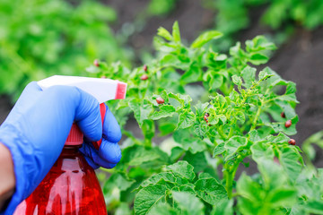 agricultural work on the treatment of poison from the spray on the red harmful larvae of the Colorado potato beetle pest on the green tops in the summer garden