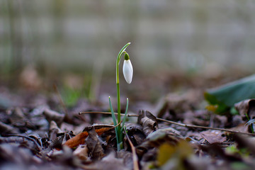 White little snowdrops on a blurred background on a sunny day