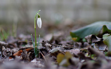 White little snowdrops on a blurred background on a sunny day