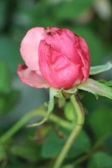 Beautiful roses is blooming in the garden