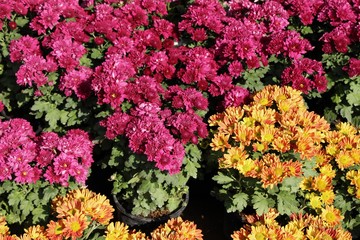 Fototapeta premium Chrysanthemums flower is beautiful in the garden