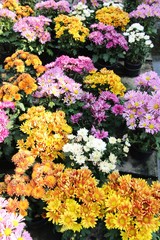 Fototapeta na wymiar Chrysanthemums flower is beautiful in the garden