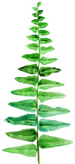 Green leaves of fern isolated on white background