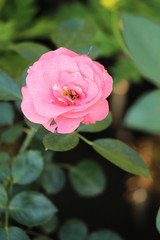 Beautiful roses is blooming in the garden