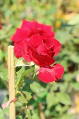 Beautiful roses is blooming in the garden