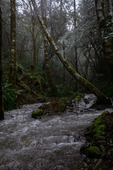 beautiful foggy creek