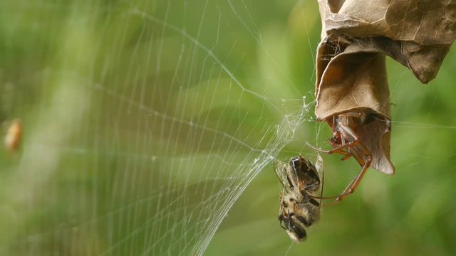 Leaf curling spider with captive bee wrapped in silk