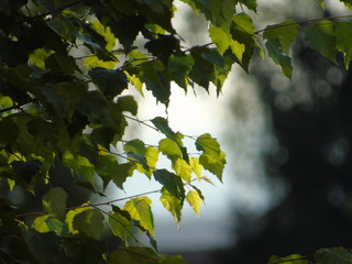Leaves against sky and a tree