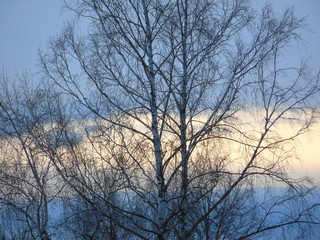 Fototapeta na wymiar Big tree against the sky