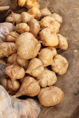 cassava or yam bean in the market