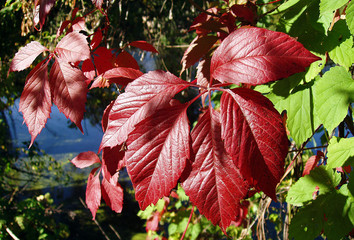 Red leaf of virgin grape