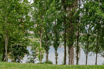 Fototapeta premium Springtime green on a fresh trees and lake in residential district Drujba, Sofia, Bulgaria 