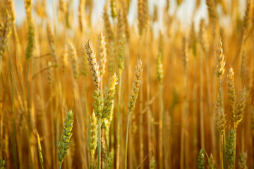 Landscape with yellow ripe wheats