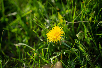 Summer green nature with dandelion