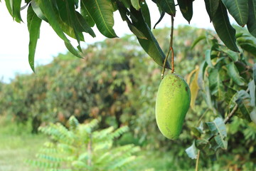 Close up big young green mangoes fruit on mango tree in Thailand