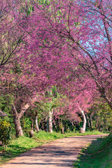 Walkway With Pink Blossom View