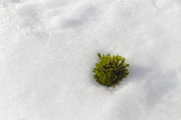 Close up of small piece of moss fallen from roof on white snow background