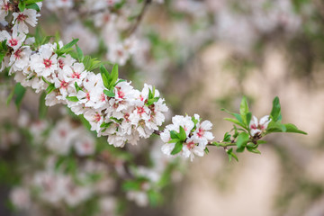 Richly flowering branch against a background of flowering almond in unfokus. In detail. In the Algarve, Portugal.