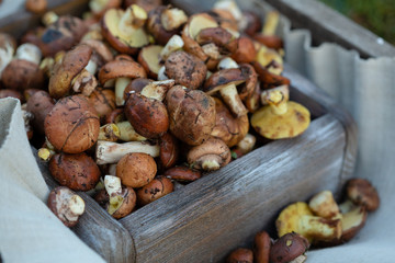 Forest mushrooms in box