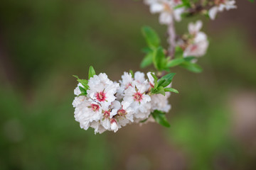 Richly flowering almond branch on green background. In the Algarve, Portugal, Europe.