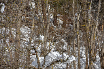 Fototapeta premium Hirsch im Wald