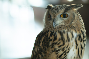 Beautiful Owl close up. Owl eyes. Background