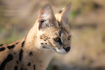 Serval