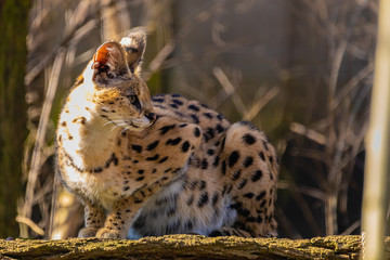 Serval