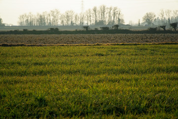 Autumn farm field, sunset in morning