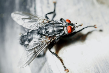 Closeup of a fly.