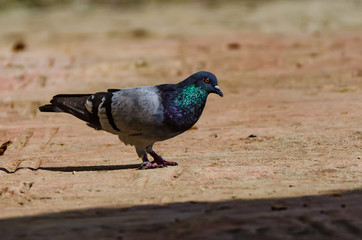 Obraz premium Close-up common pigeon walks on ground in city
