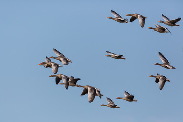 group of several gray geese (anser anser) flying in blue sky