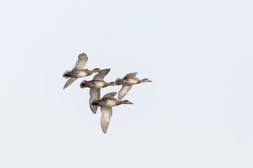 four gadwall ducks (anas strepera) flying with spread wings