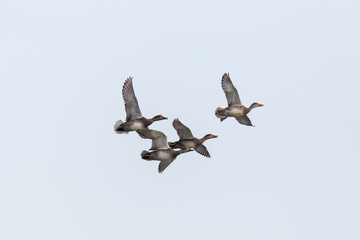 four gadwall ducks (anas strepera) in flight, spread wings