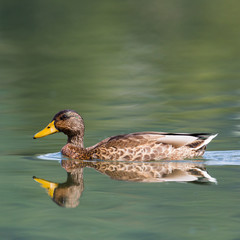 Fototapeta premium female mallard duck (anas platyrhynchos) mirrored on water surface