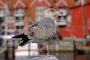Fototapeta premium Hungrige junge Möwe am Hafen
