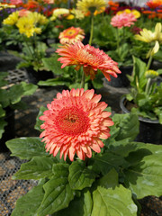 beautiful close up of Transvaal Daisy or Gerbera flower in the garden