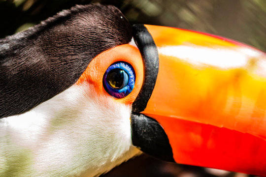 tucan boliviano - SAMAIPATA - SANTA CRUZ BOLIVIA