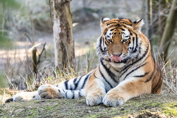 Gepard © Peter