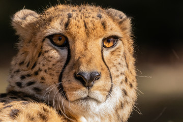 Gepard © Peter